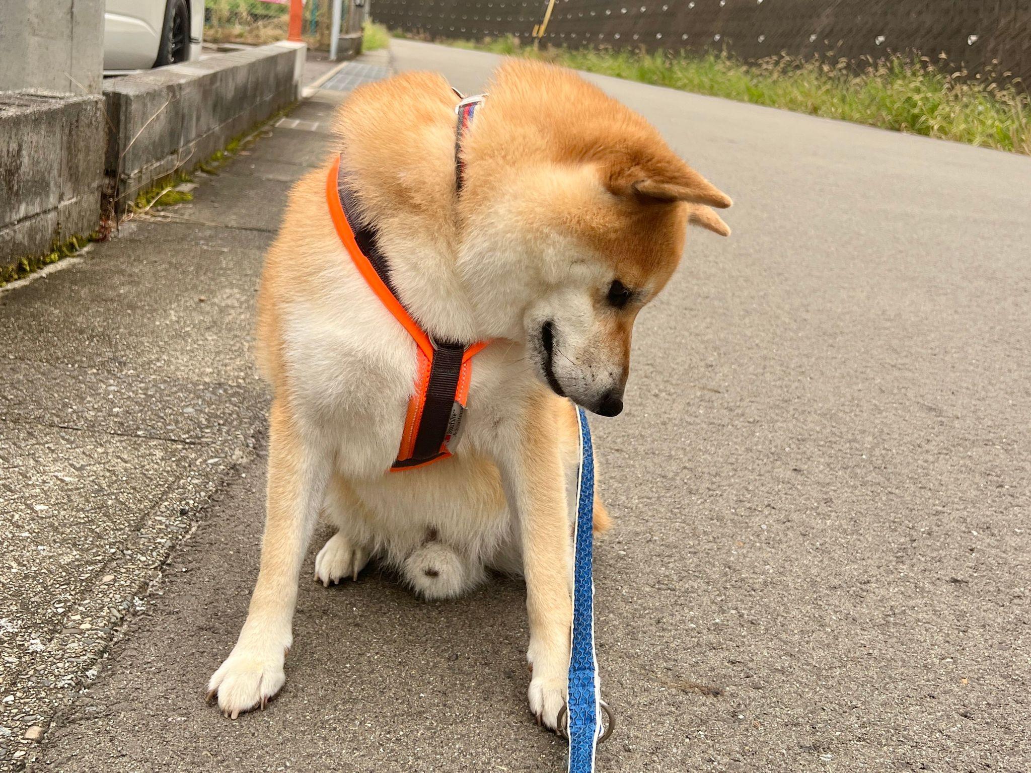 柴犬　ふう太