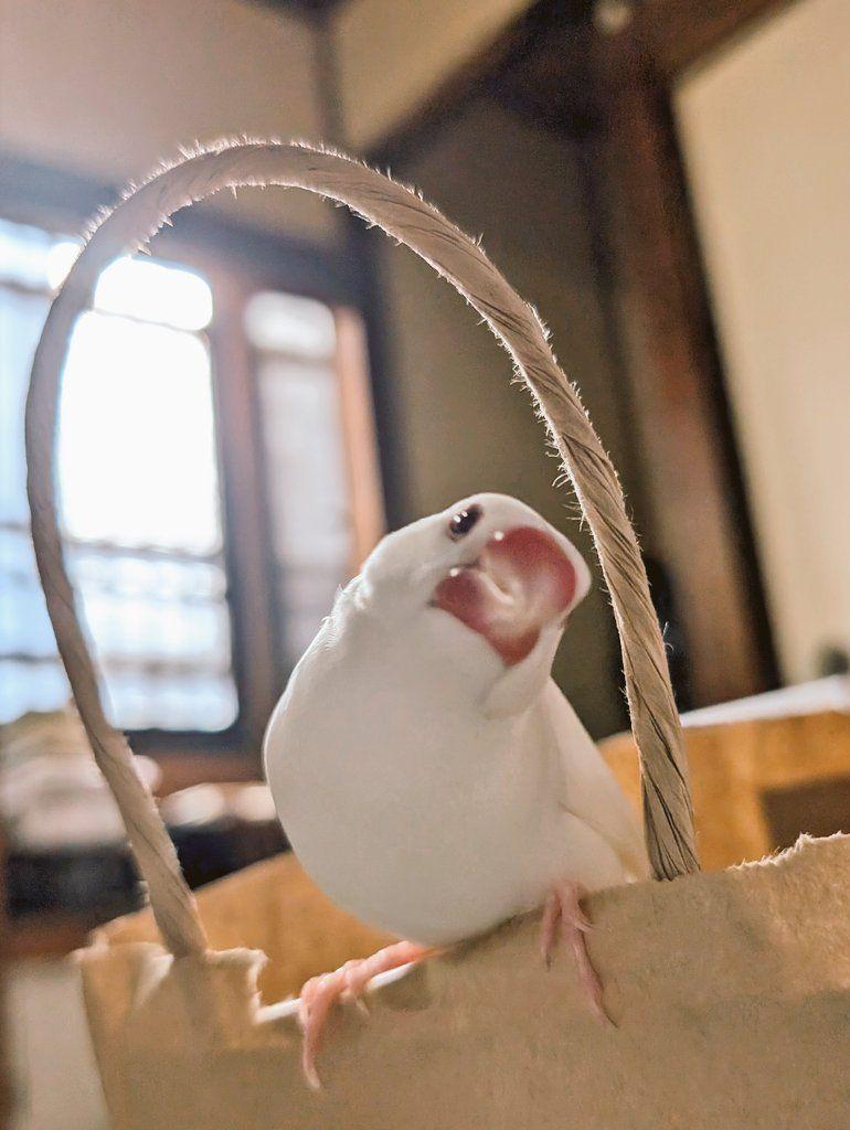 文鳥