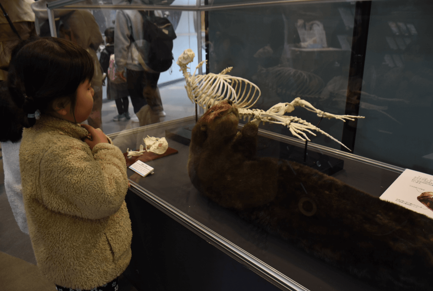 のんほいパークにもラッコはいた！　愛知県・豊橋市自然史博物館でラッコの標本展示中