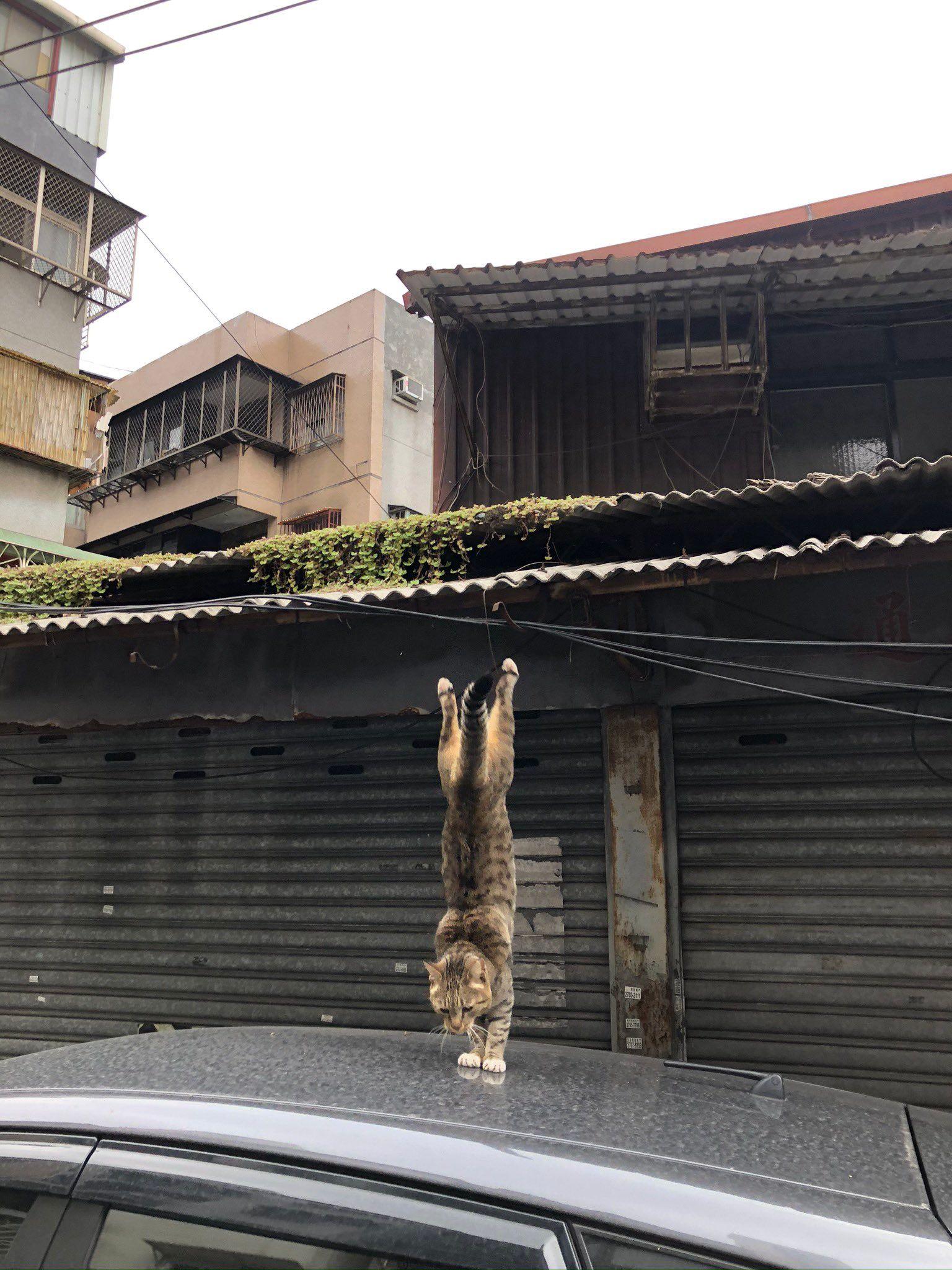 逆立ち？着地？“二度と撮れない”猫の姿に「金メダリストかな～？」と驚きの声【激かわアニマル奇跡の瞬間】