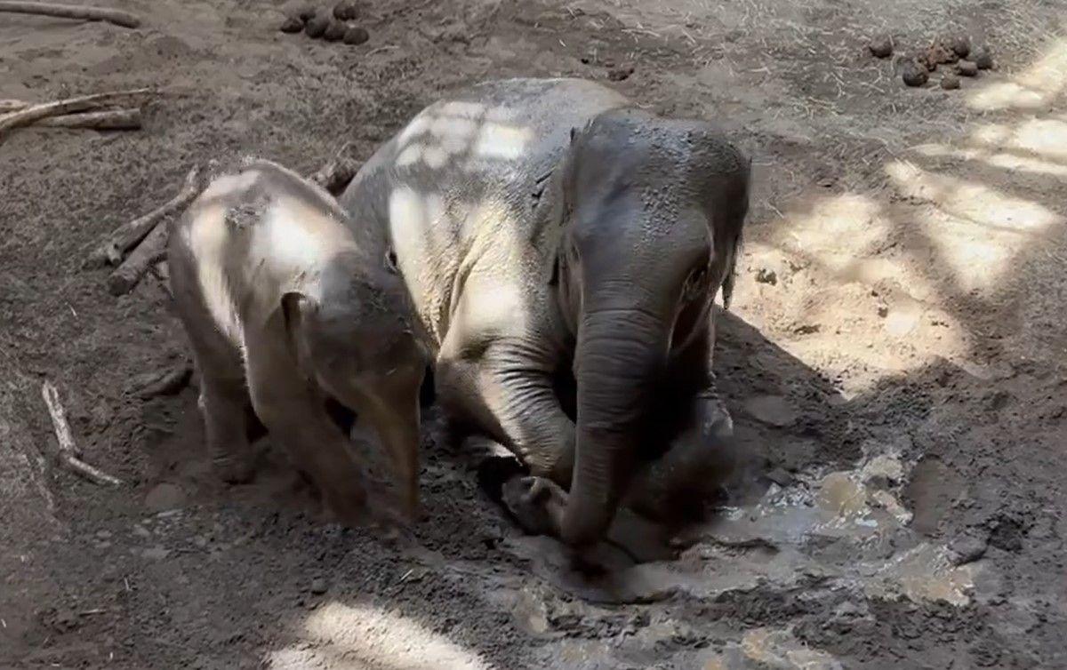 アジアゾウ・円山動物園18