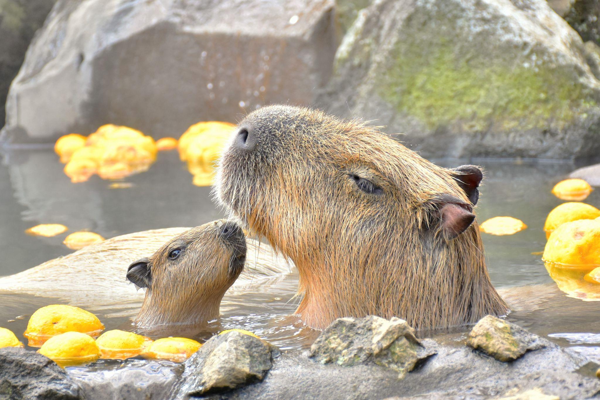 伊豆シャボテン動物公園で”伊豆の冬の風物詩”『元祖カピバラの露天風呂』がスタート！