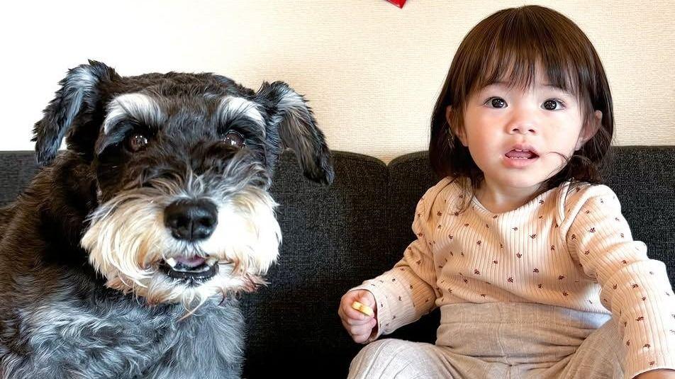 ハグしたい1歳の女の子vs上手にかわす犬！？抱きつく瞬間の“構えポーズ”にも注目【激かわキッズ&アニマル奇跡の瞬間】