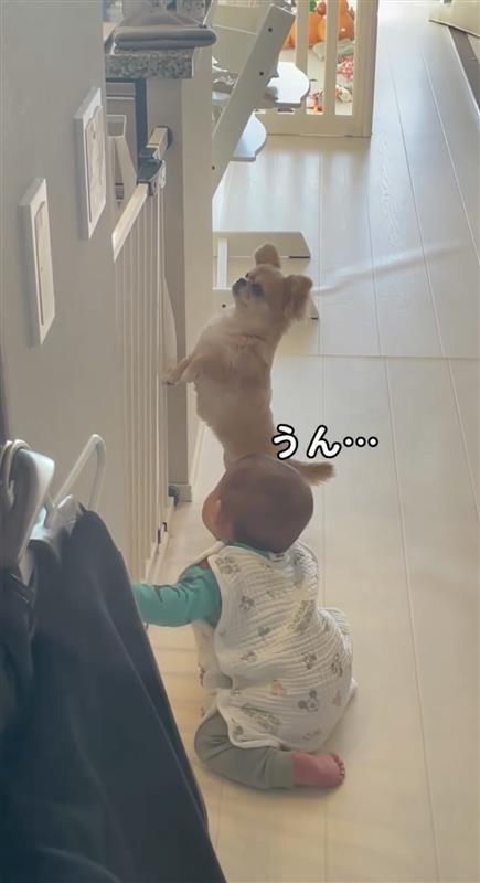 見本を見せる犬③