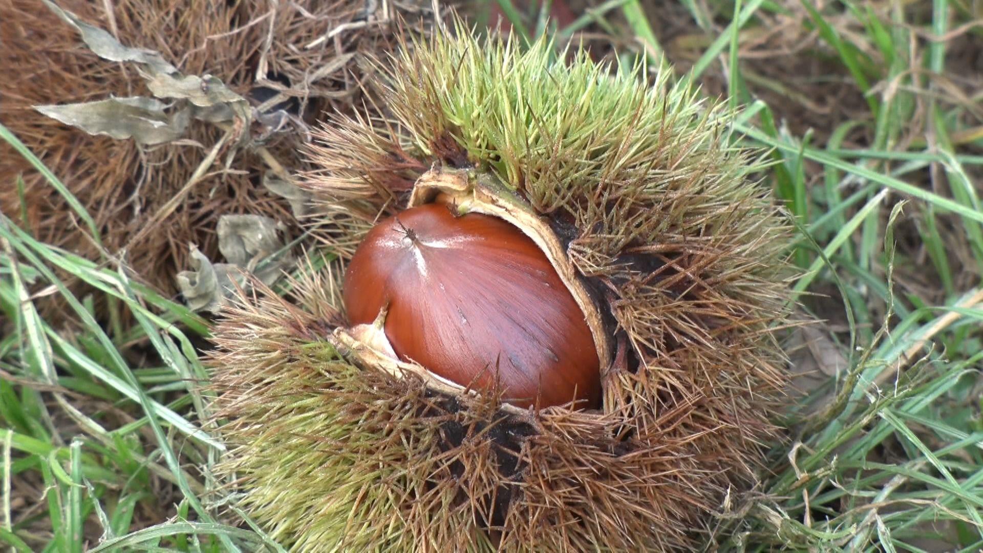 【異変】残暑で栗が育たない！？曼珠沙華の開花に影響が…異例の残暑で観光名所から不安の声