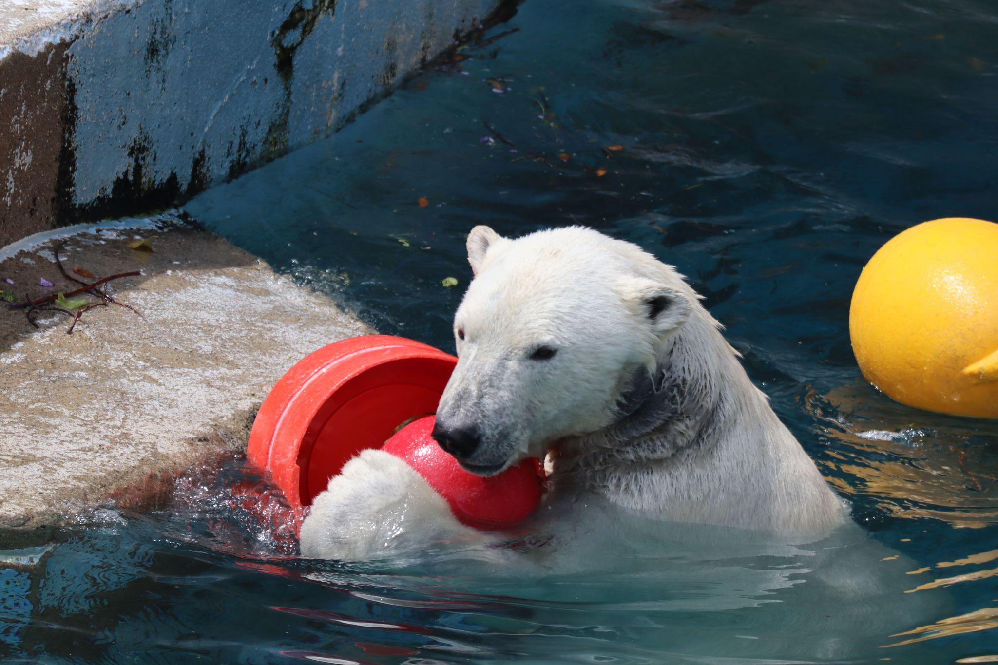 天王寺動物園ホッキョクグマ「ホウ」１