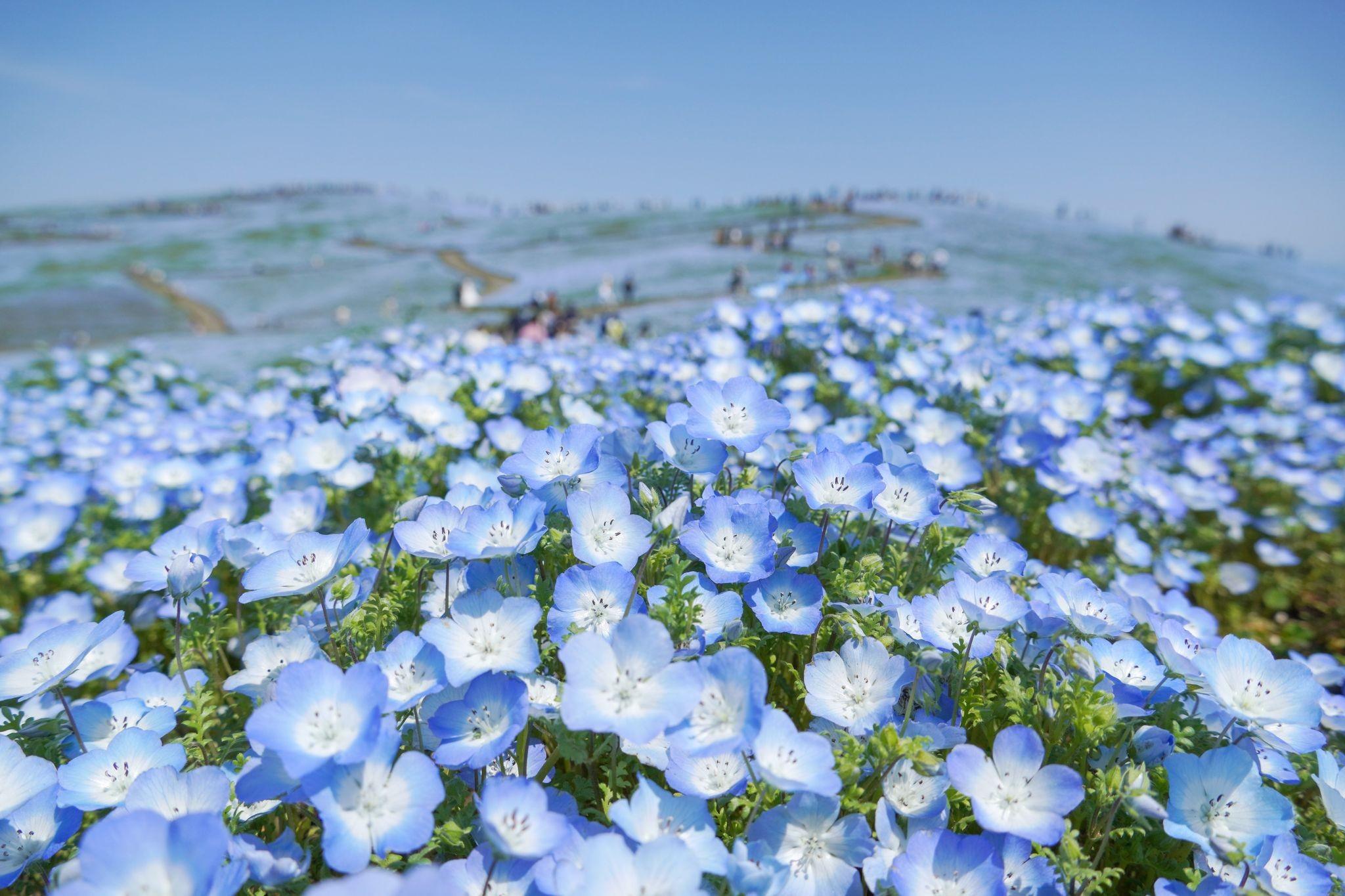 ネモフィラの開花予想2025版を公開しました（国営ひたち海浜公園）