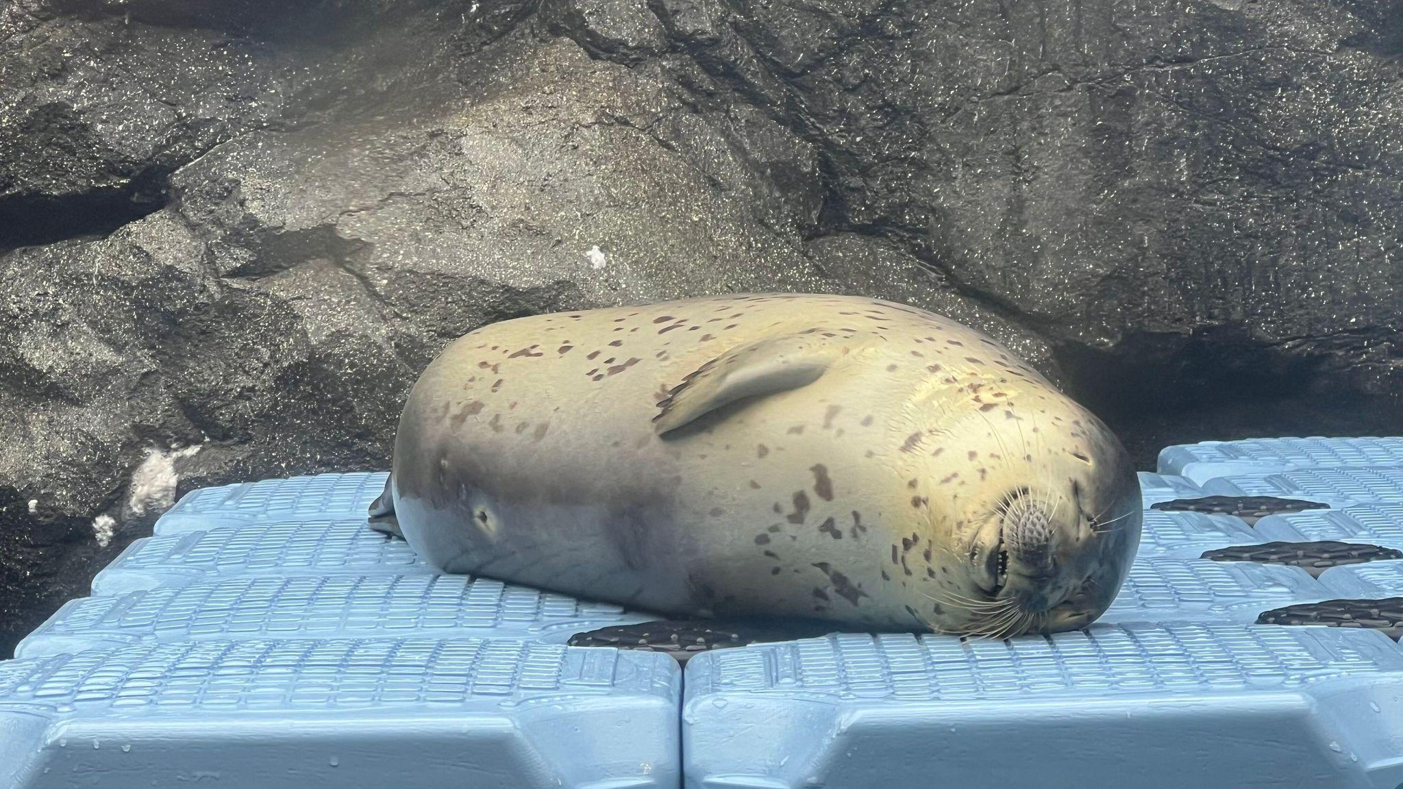 提供：上越市立水族博物館 うみがたり 