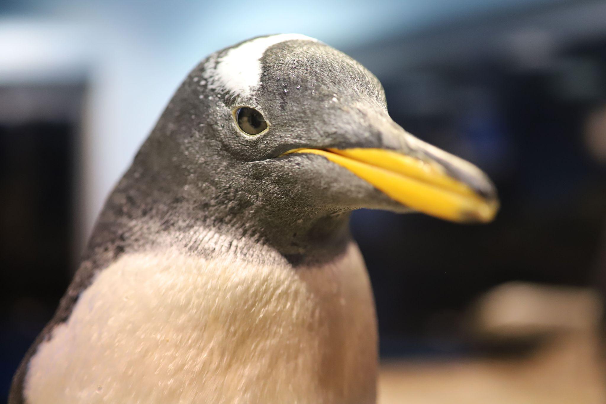 ジェンツーペンギン３（提供：市立しものせき水族館｢海響館｣）