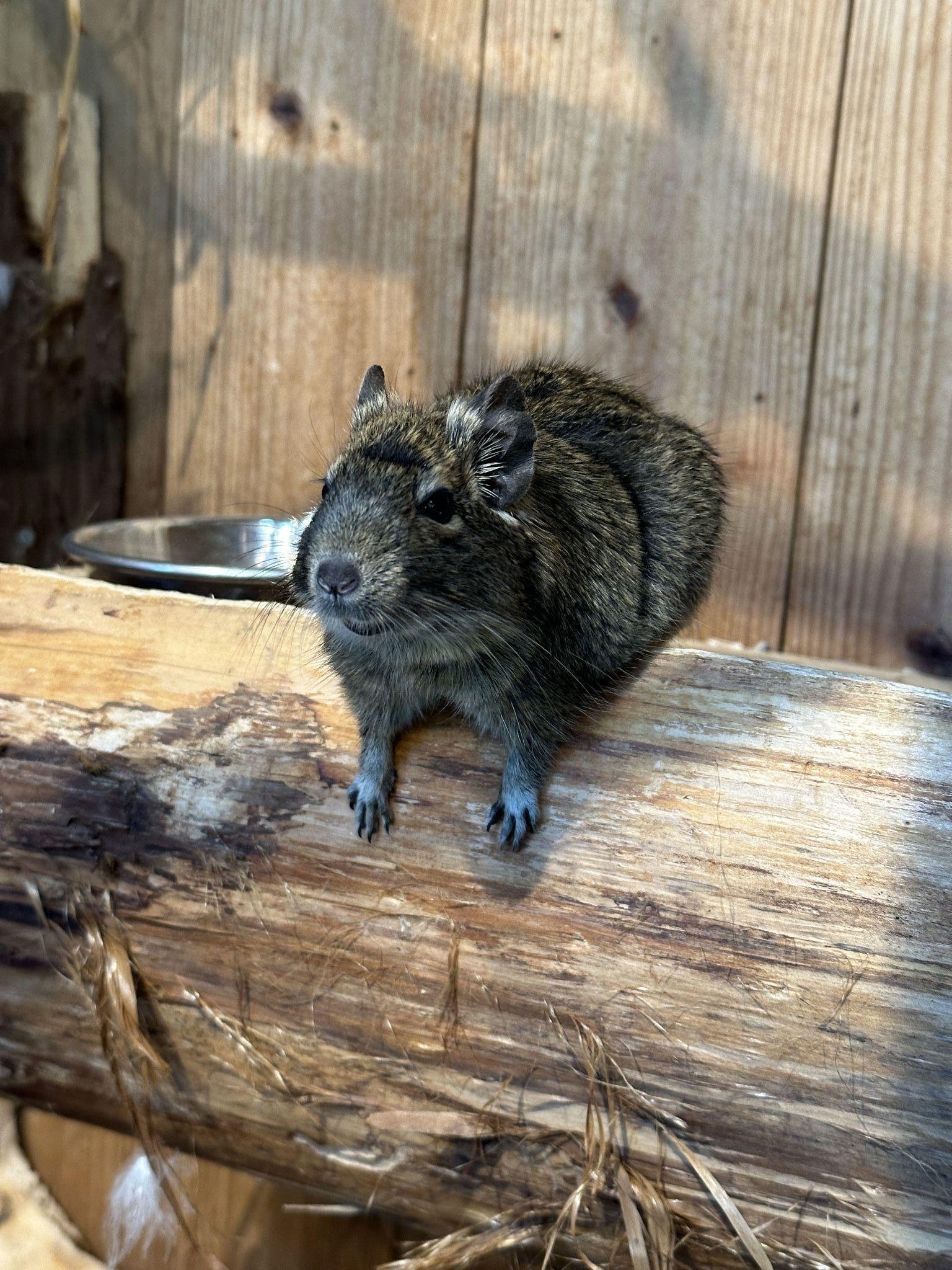 長崎バイオパーク　デグー　ごはんを待つつねなり②