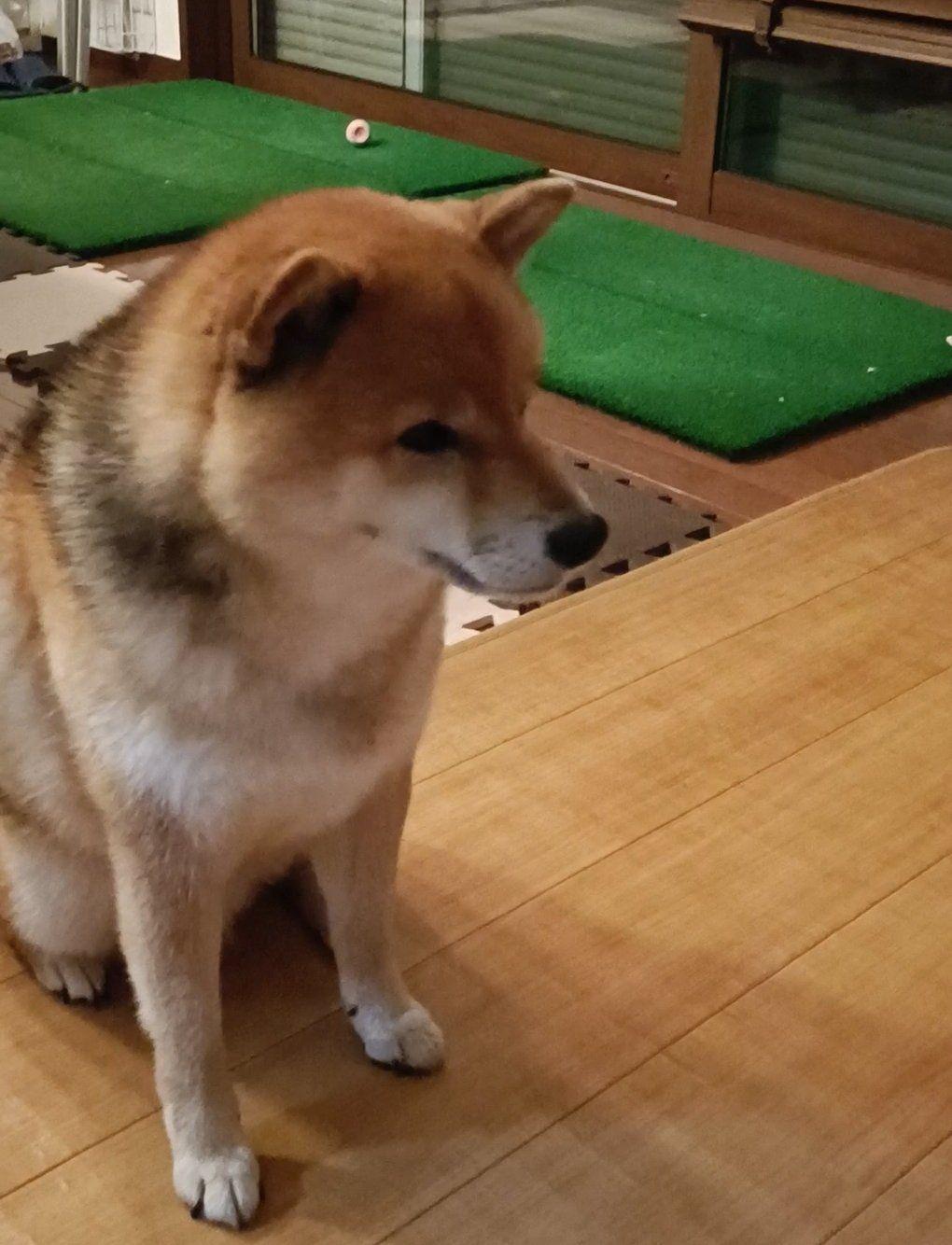 柴犬　かいりくん