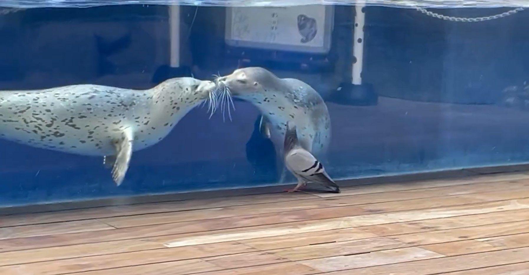 提供：上越市立水族博物館 うみがたり 