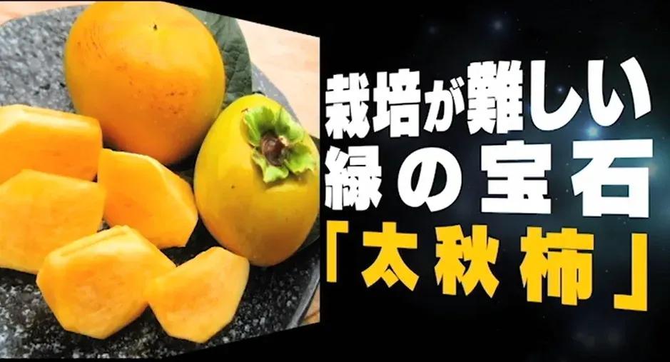 「梨が一番好き」という新木優子、高級梨を800円と予想するが…_bodies