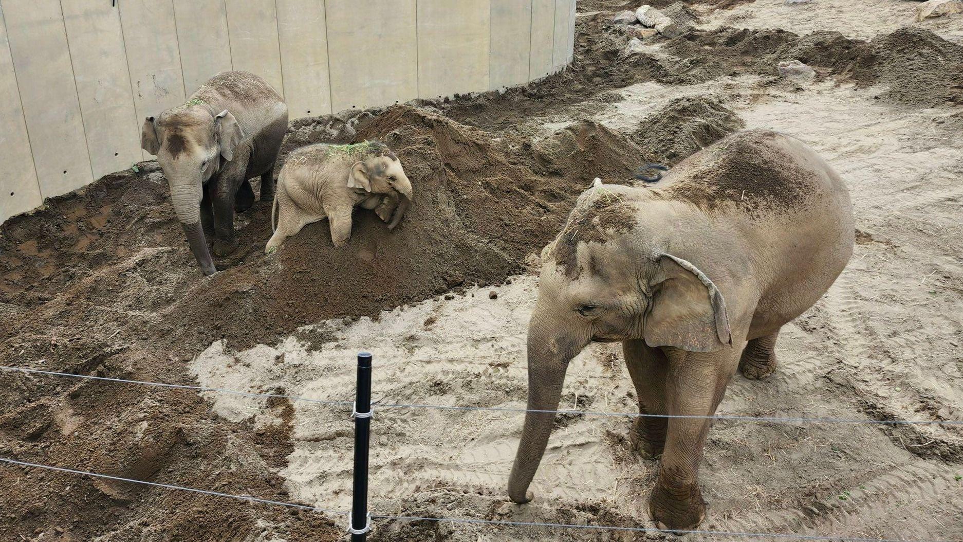 アジアゾウ・円山動物園25