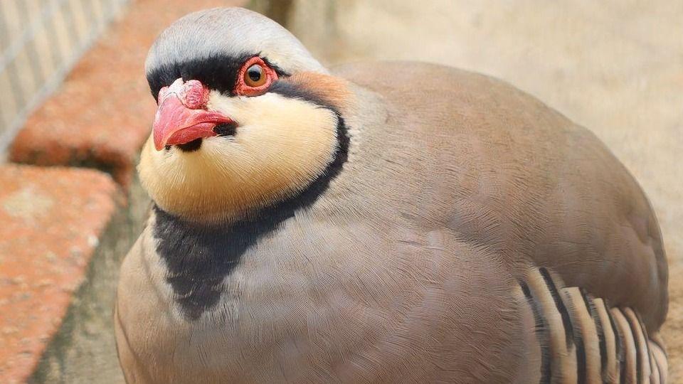 イワシャコ