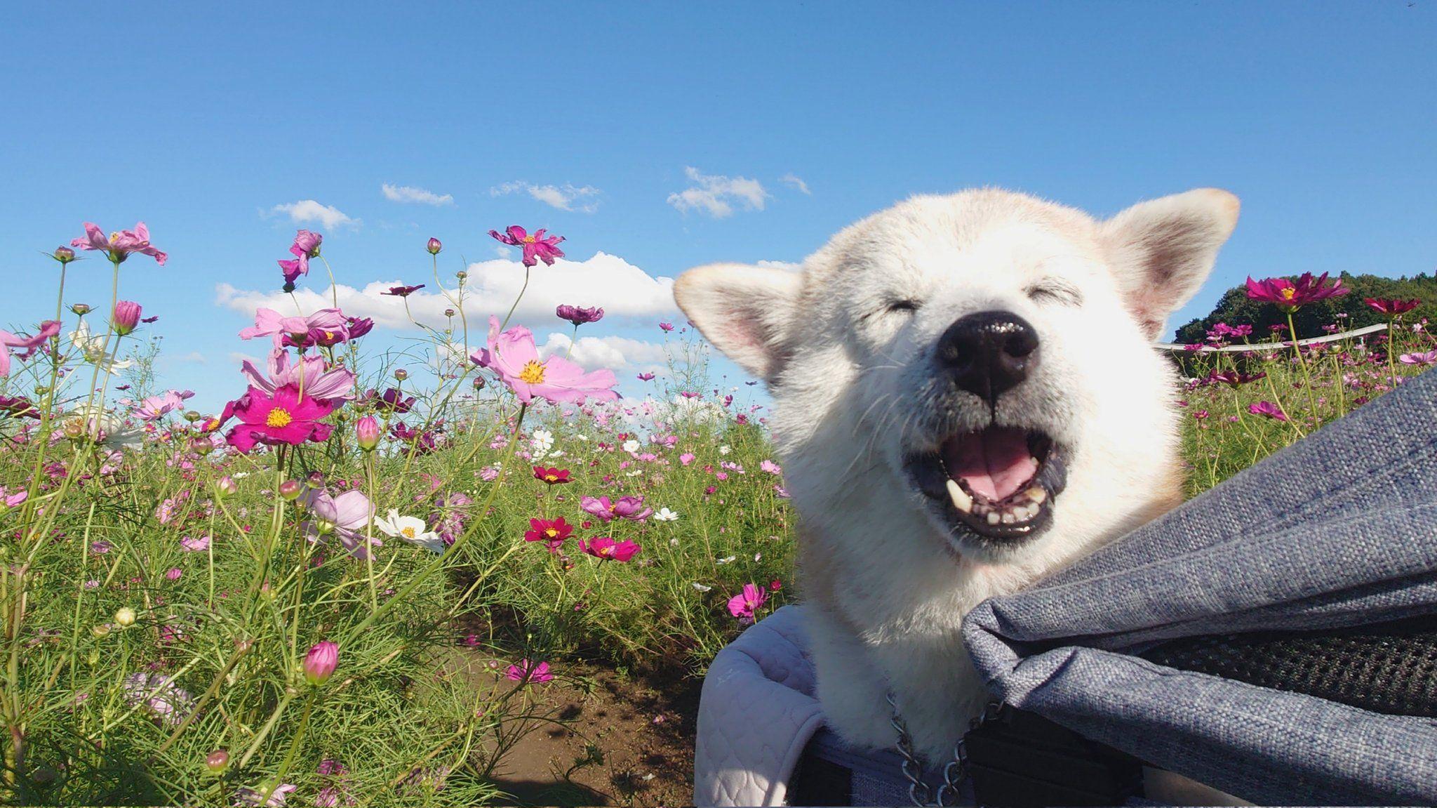 満面の笑み　柴犬