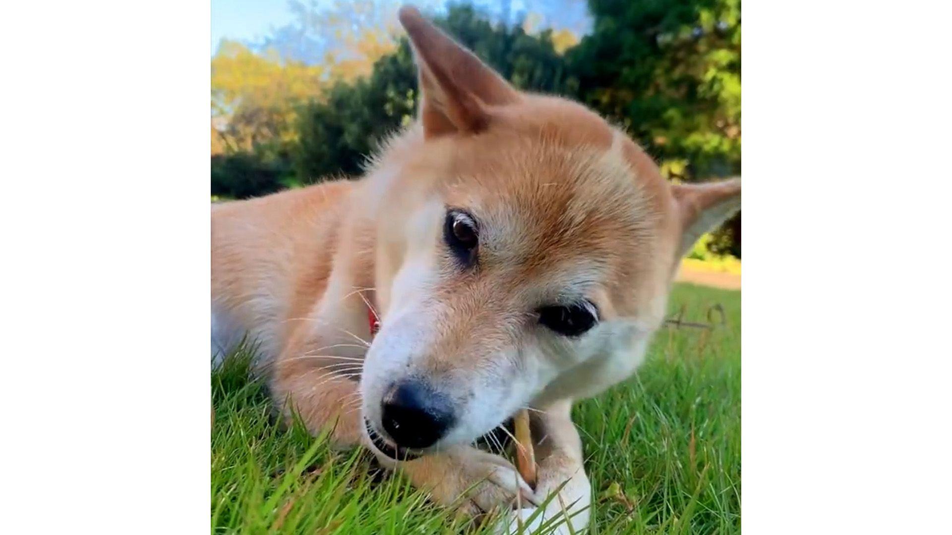 "この世の終わり！？"散歩後 柴犬の変わり果てた姿に「違う子連れて帰ってきたやん」爆笑する人続出！【激かわアニマル奇跡の瞬間】