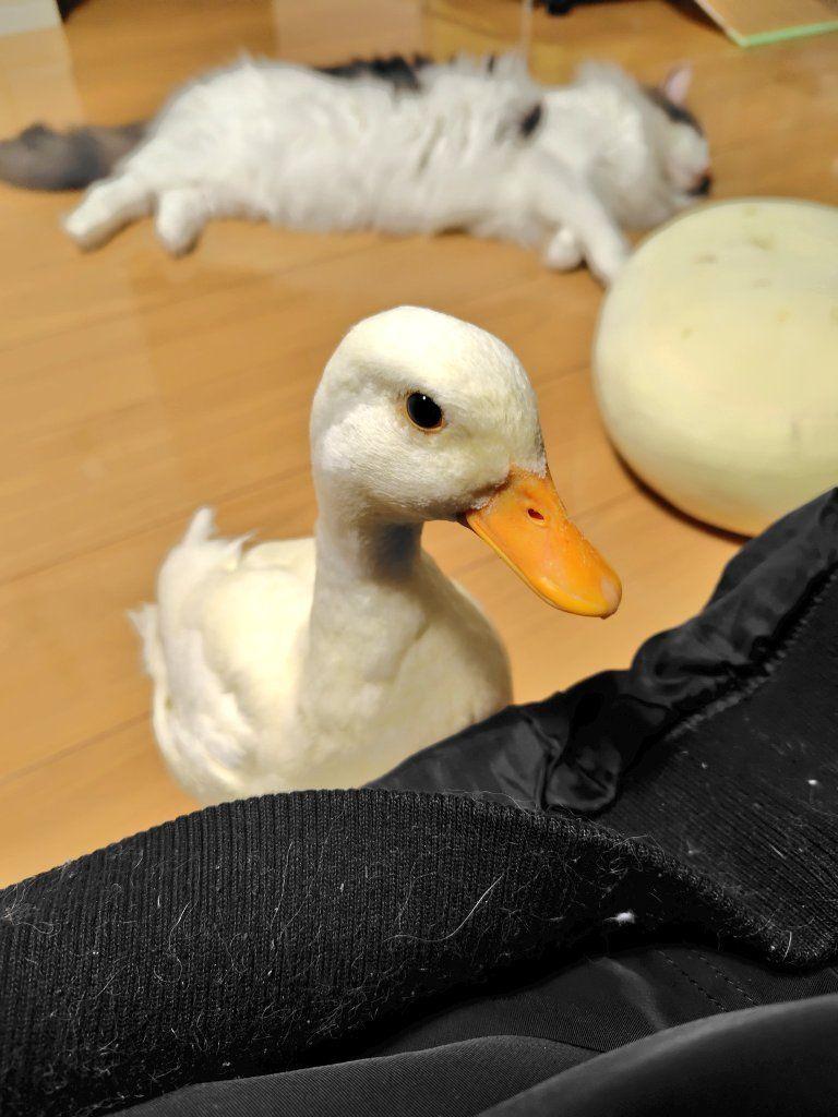 鳩サブレーにアヒル7