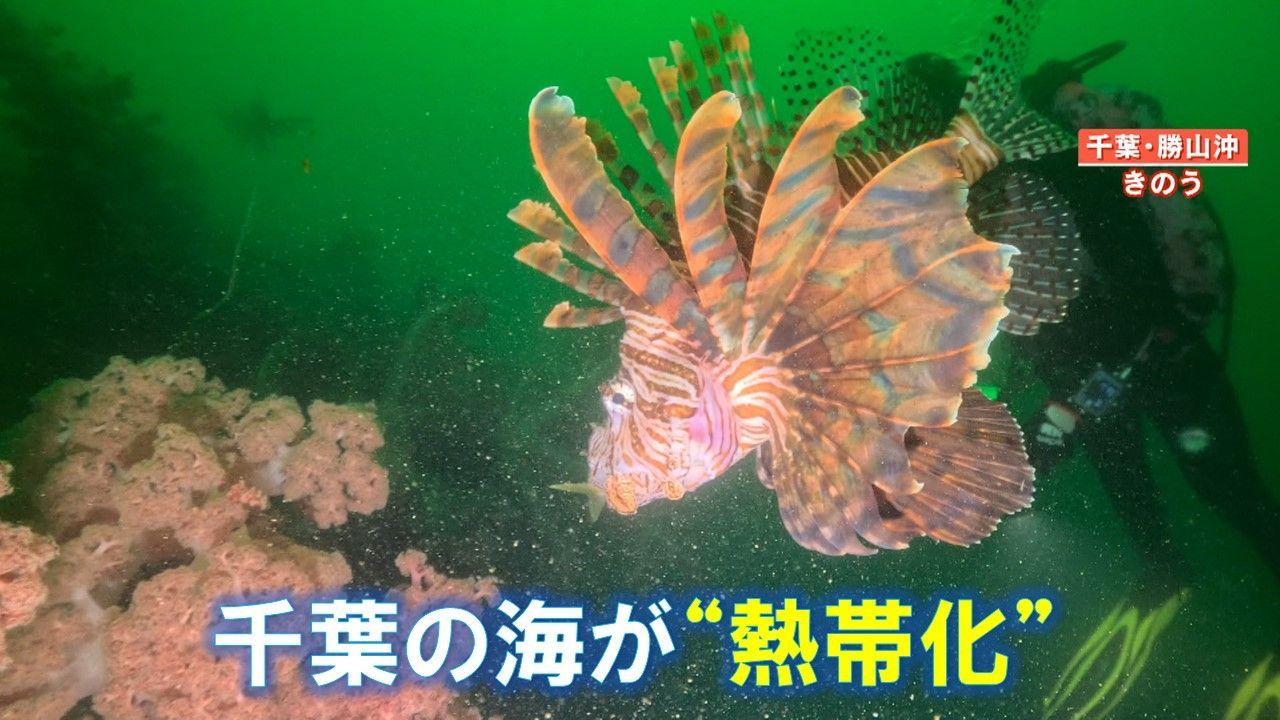 【異変】まるで“南国の海”東京湾でサンゴ繁殖　カラフルな魚・巨大化も…漁師悲鳴「魚取れない」