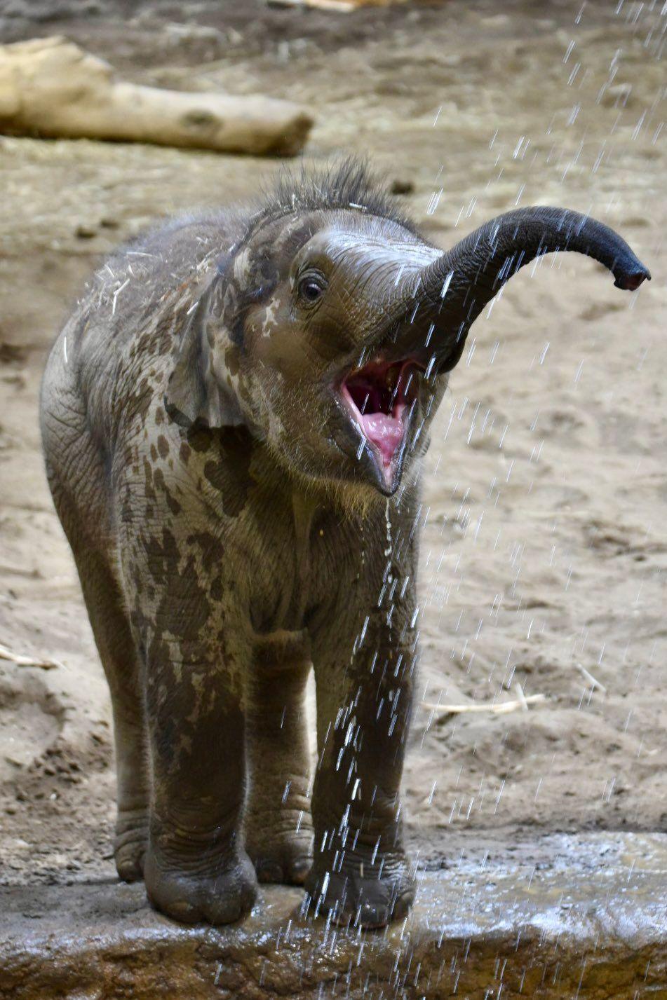 アジアゾウ・円山動物園1