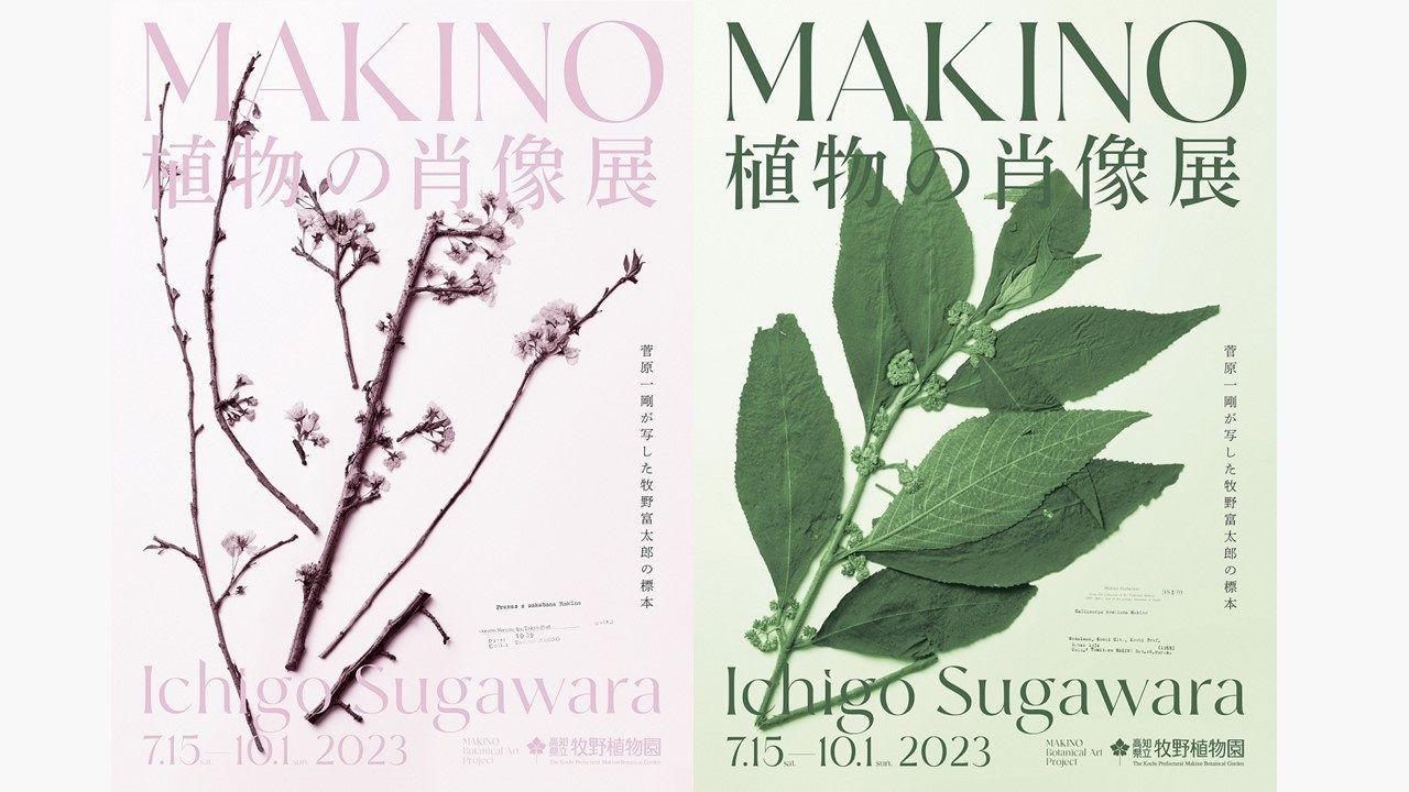 牧野富太郎博士の植物標本の美に迫る！菅原一剛「MAKINO 植物の肖像」展開催