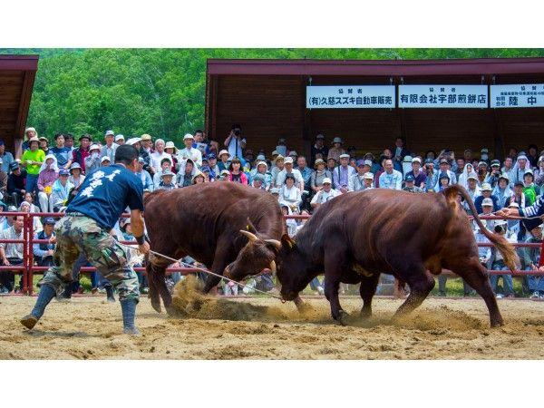 地域文化を体験する旅へ！東北唯一の闘牛を観戦、岩手の豊かな自然と文化を感じるツアー～2024年10月19日出発（1泊2日）