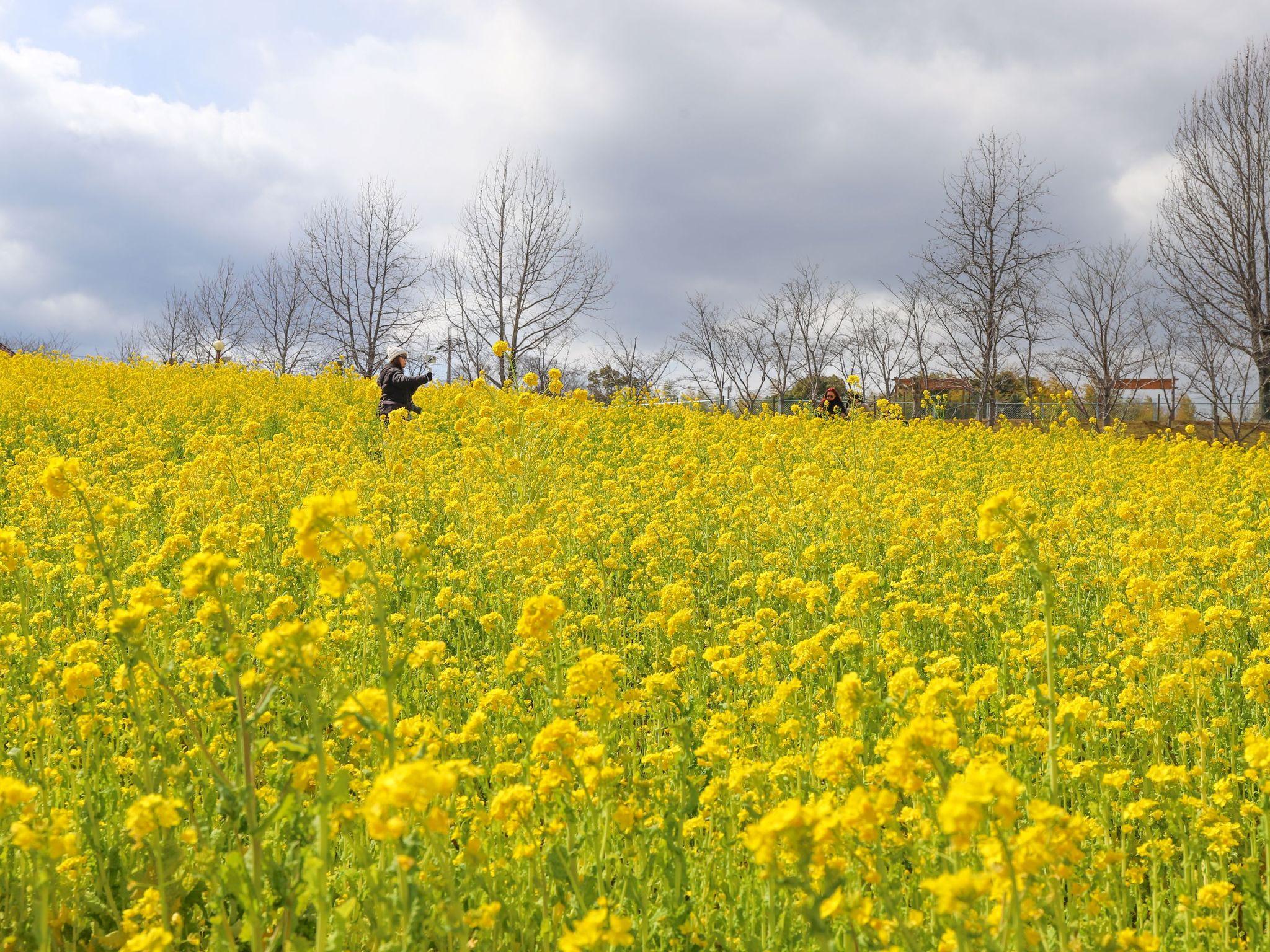 【満開】50万本の菜の花　【堺・緑のミュージアム　ハーベストの丘】