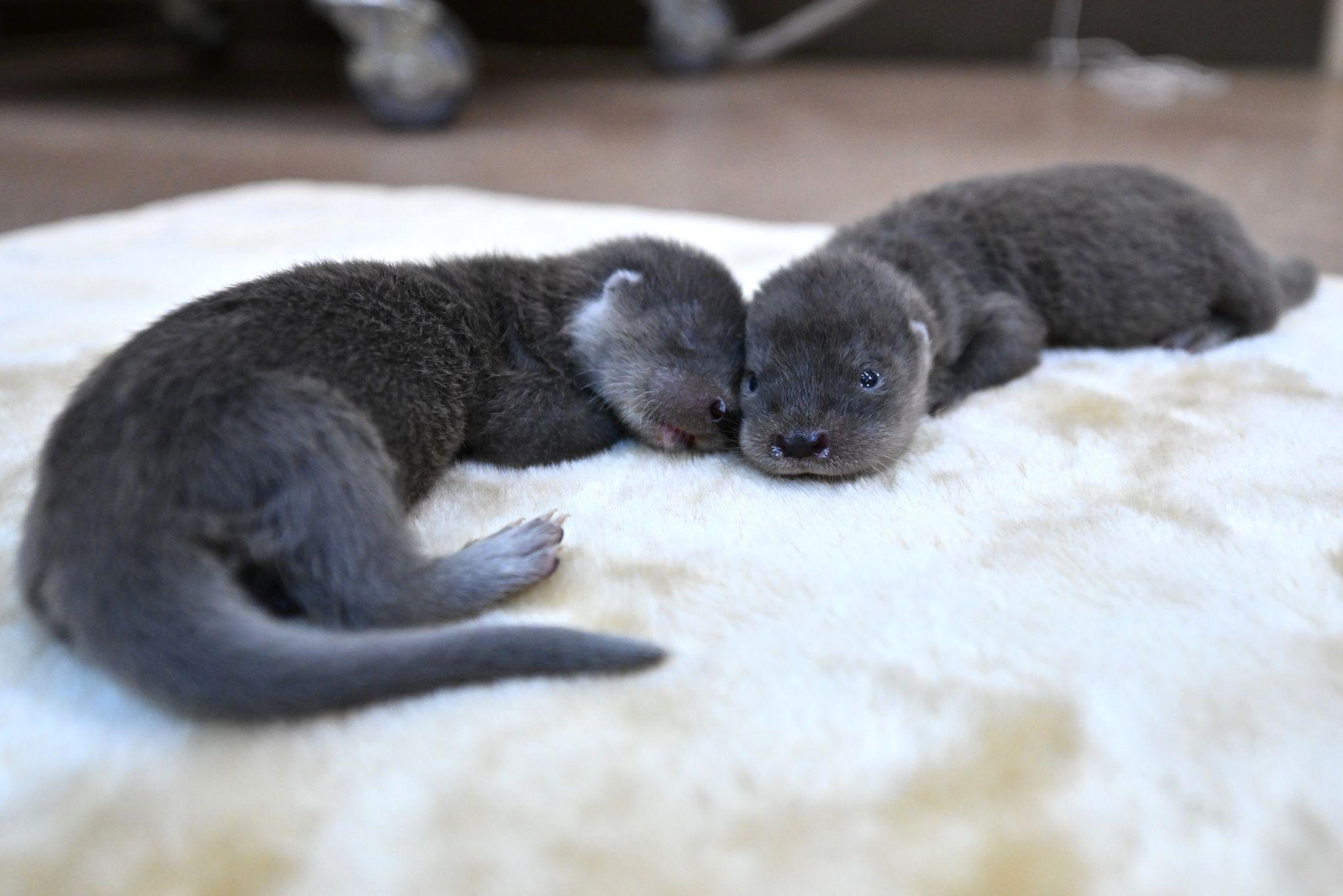 貴重！準絶滅危惧種「ユーラシアカワウソ」の赤ちゃんが誕生「生命力の強さを感じる毎日です」【激かわアニマル奇跡の瞬間】