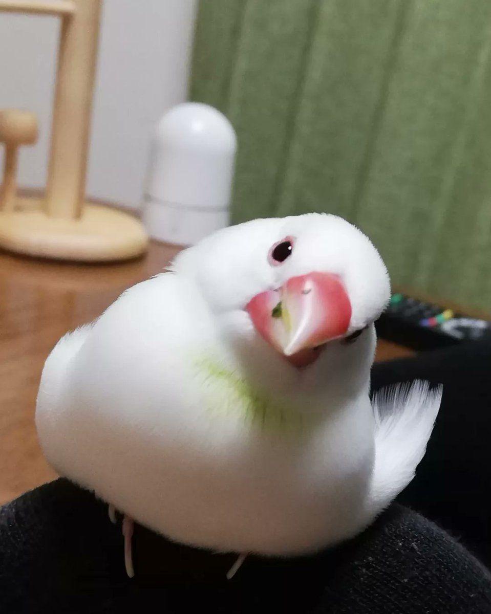 寝かしつけ文鳥