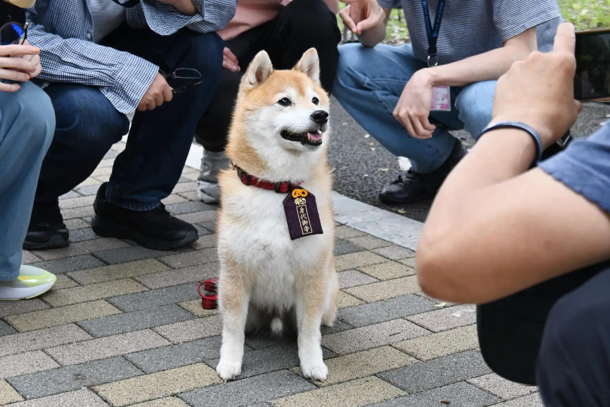 『ナンバMG5』特別編で、津田健次郎と柴犬の豆三郎が共演！撮影レポート_bodies