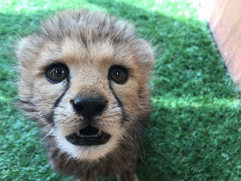 いきものの元気な姿を配信中！「#休園中の動物園水族館」で話題の施設紹介～Vol.2