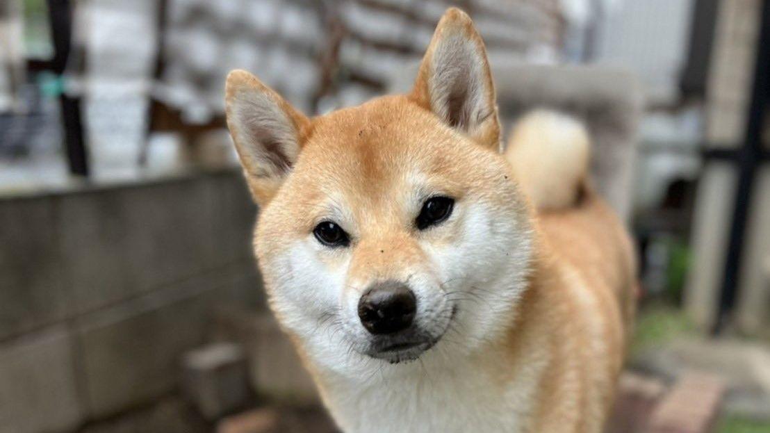 “自分で作ったトラップ”にハマり途方に暮れる柴犬が話題 「どんなことでも受け入れるよ」表情にも注目【激かわアニマル奇跡の瞬間】