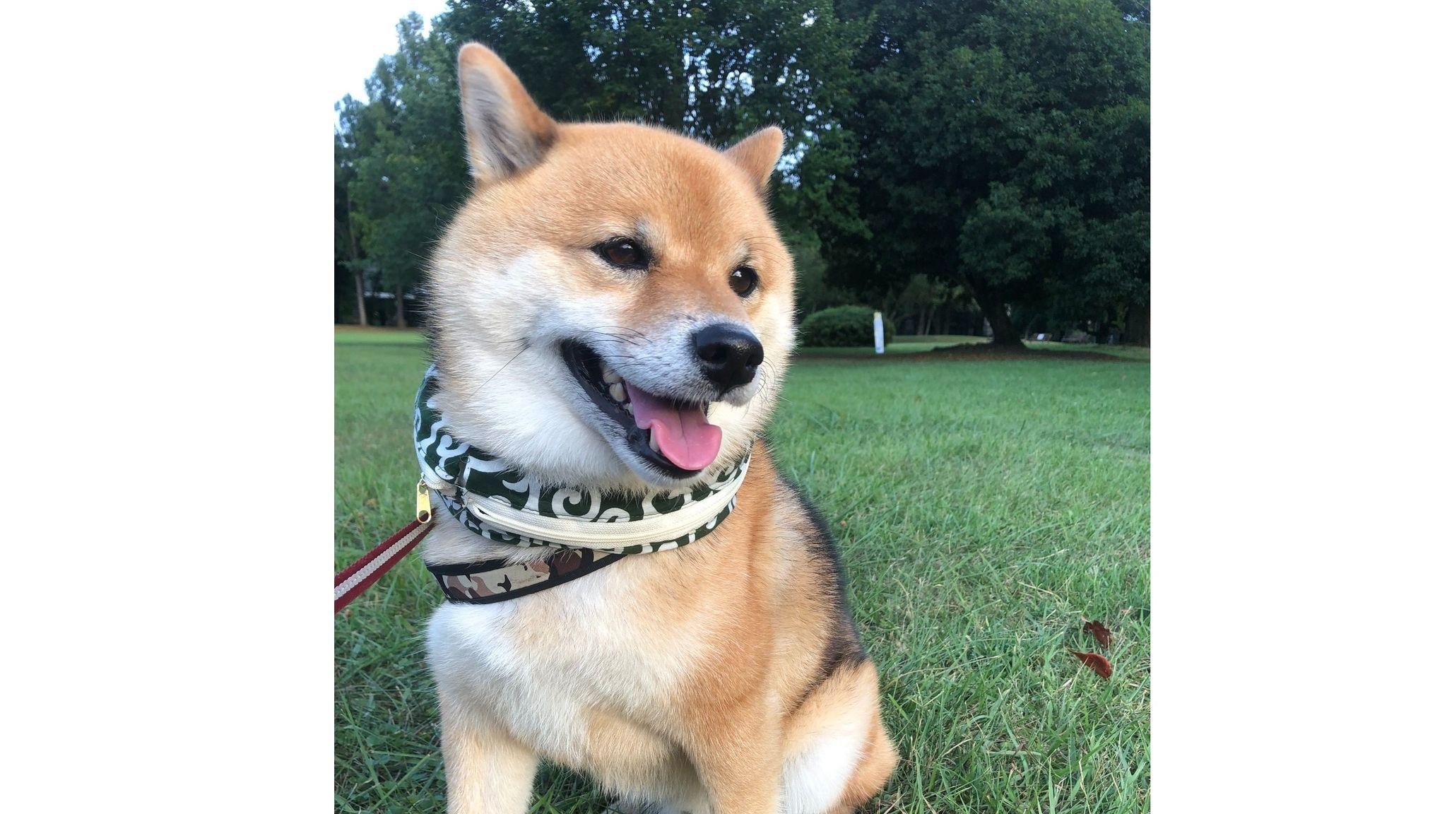 【話題】掃除機をかけたい飼い主ＶＳ絶対に動きたくない柴犬 果たして結果は…？【激かわアニマル奇跡の瞬間】