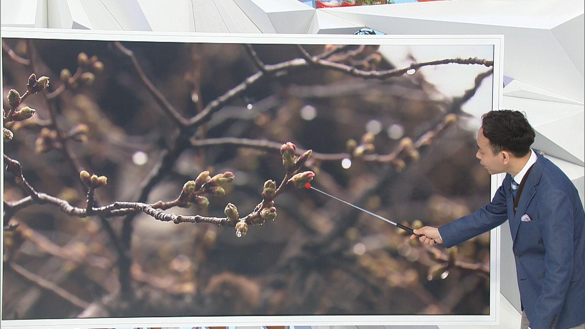 め８　桜　天達１ｓ　このあたりをさしてる