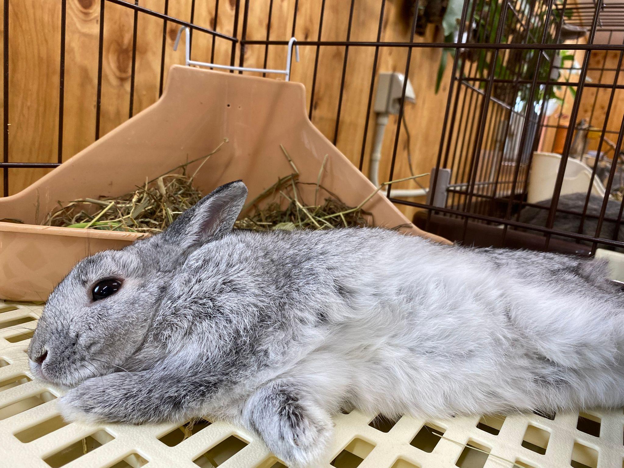 ウサギ「ラビちゃん」