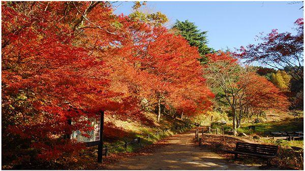 六甲高山植物園 紅葉見頃のため12月1日（日）まで 延長営業決定 夜間イベント「ひかりの森～夜の芸術散歩～」も追加開催決定