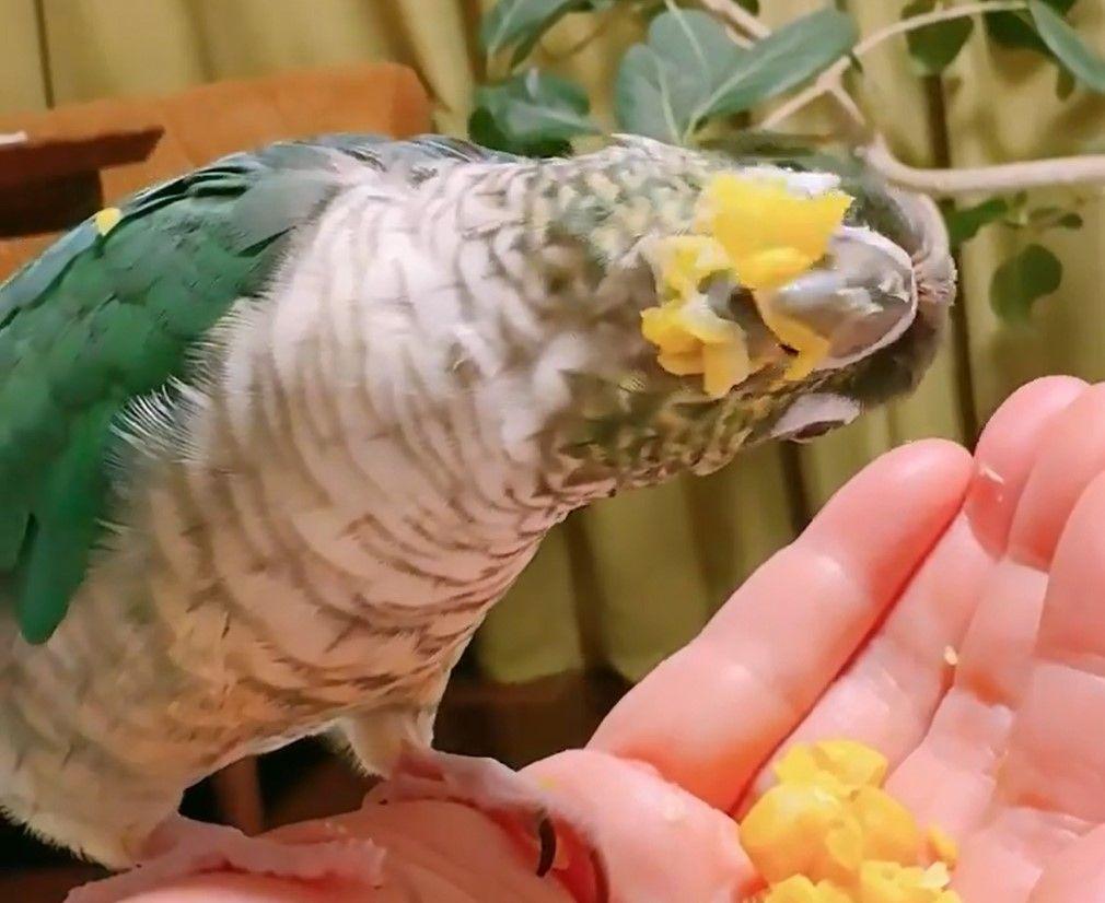 アニマル・インコ17