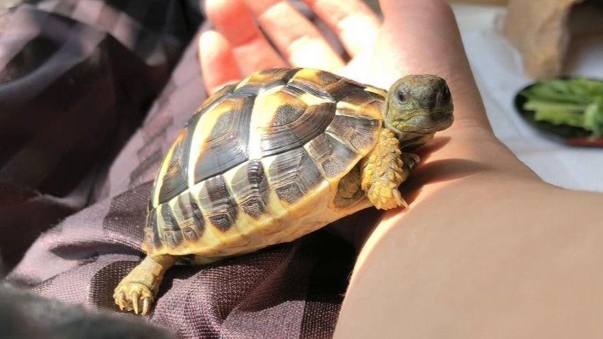 「私をなでて！！」やきもちで大好きな飼い主にカメがとった行動が話題　「必死のアピールが可愛い」【激かわアニマル奇跡の瞬間】