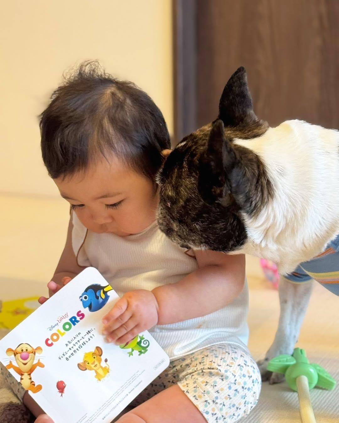 赤ちゃんに遊ばれるプルドッグ