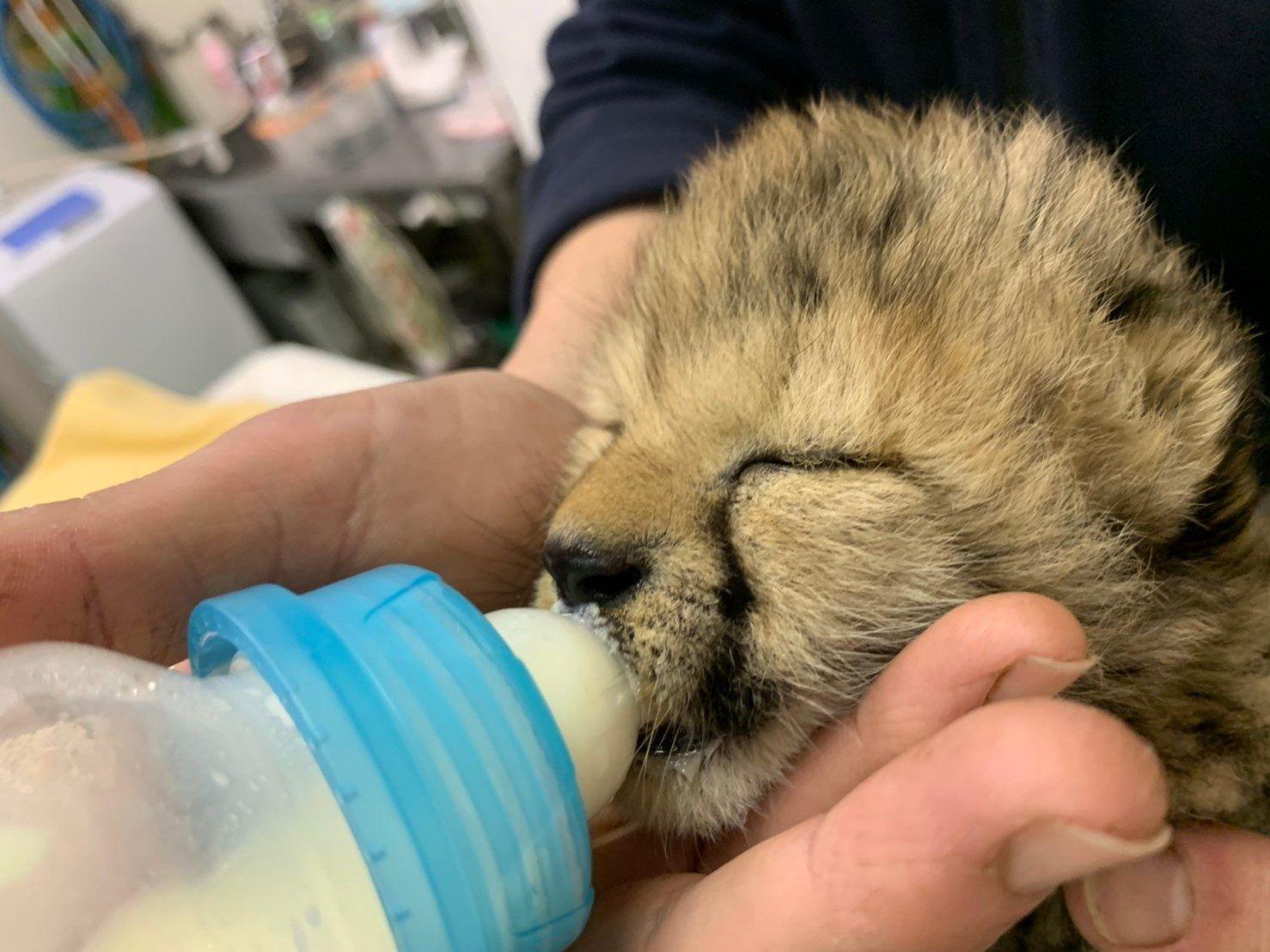 赤ちゃんチーターも！動物園や水族館の様子をSNSで配信中 「#休園中の動物園水族館」 で癒しの時間を