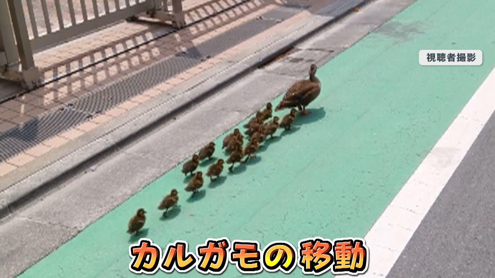 【突然】東京・環状七号線の道路上で“カルガモ親子”が大行進　陸橋の上までどうやって登ってきた？