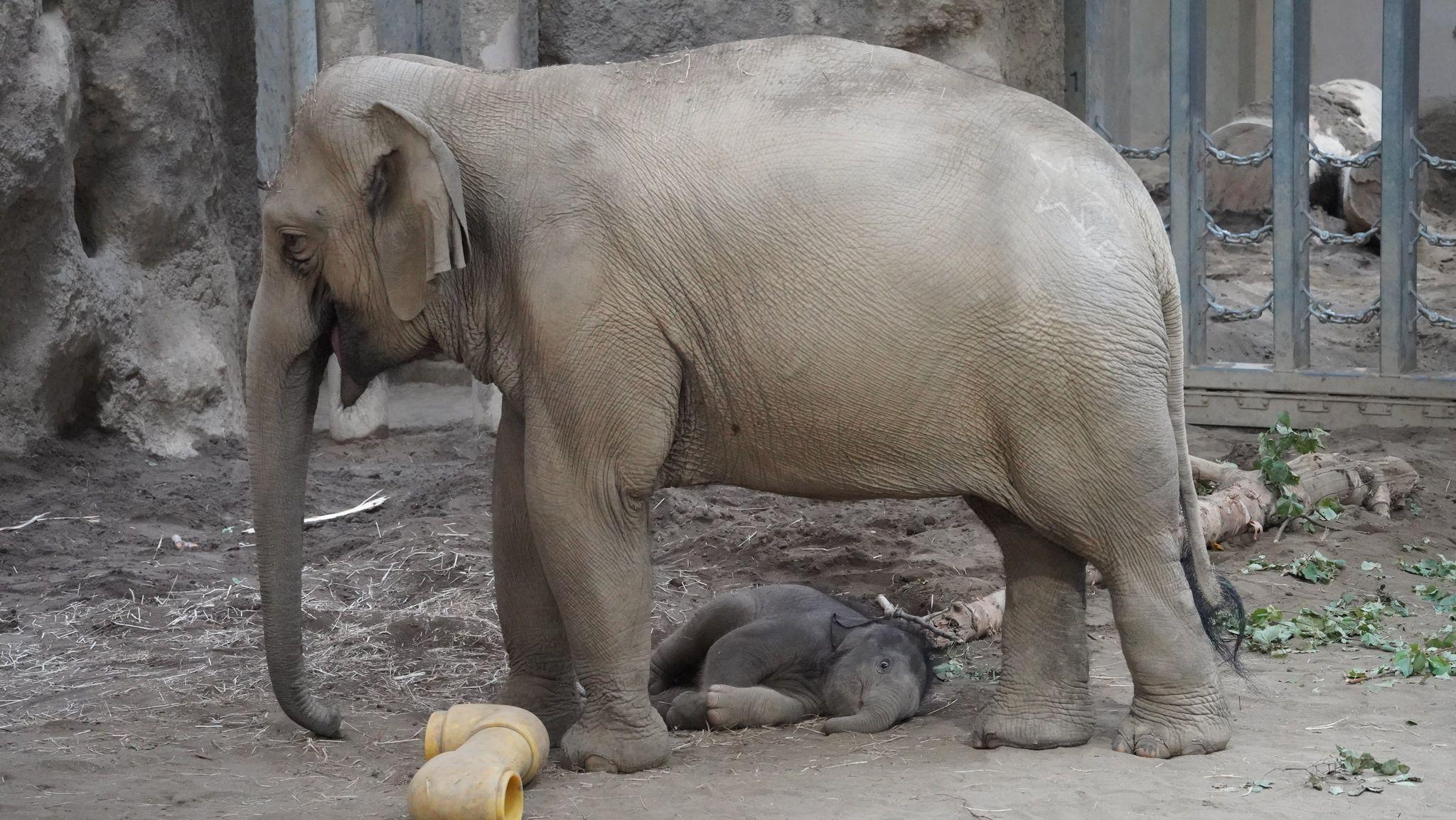 アジアゾウ・円山動物園27