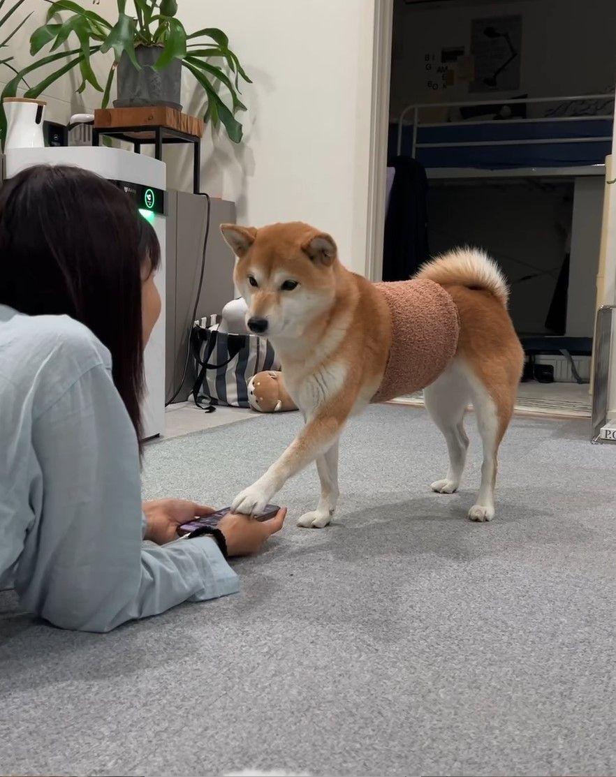 柴犬すずちゃん