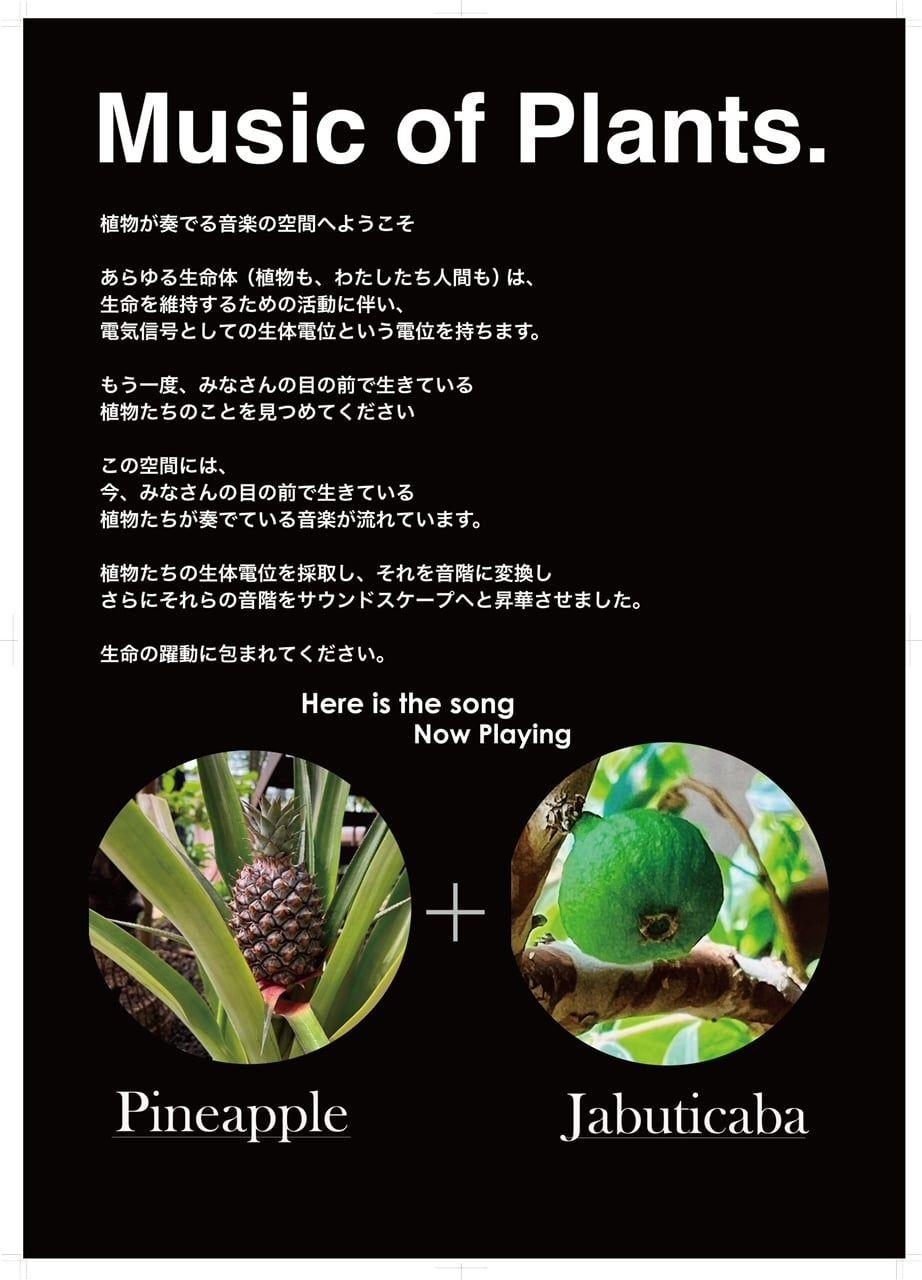 【渋谷区ふれあい植物センター】リニューアルオープン1周年記念イベント「真夏のカカオ祭り」（カカオの音楽ライブ演奏会、渋谷クラフトチョコレートプレゼント、クラフトチョコレート作り）を実施します。