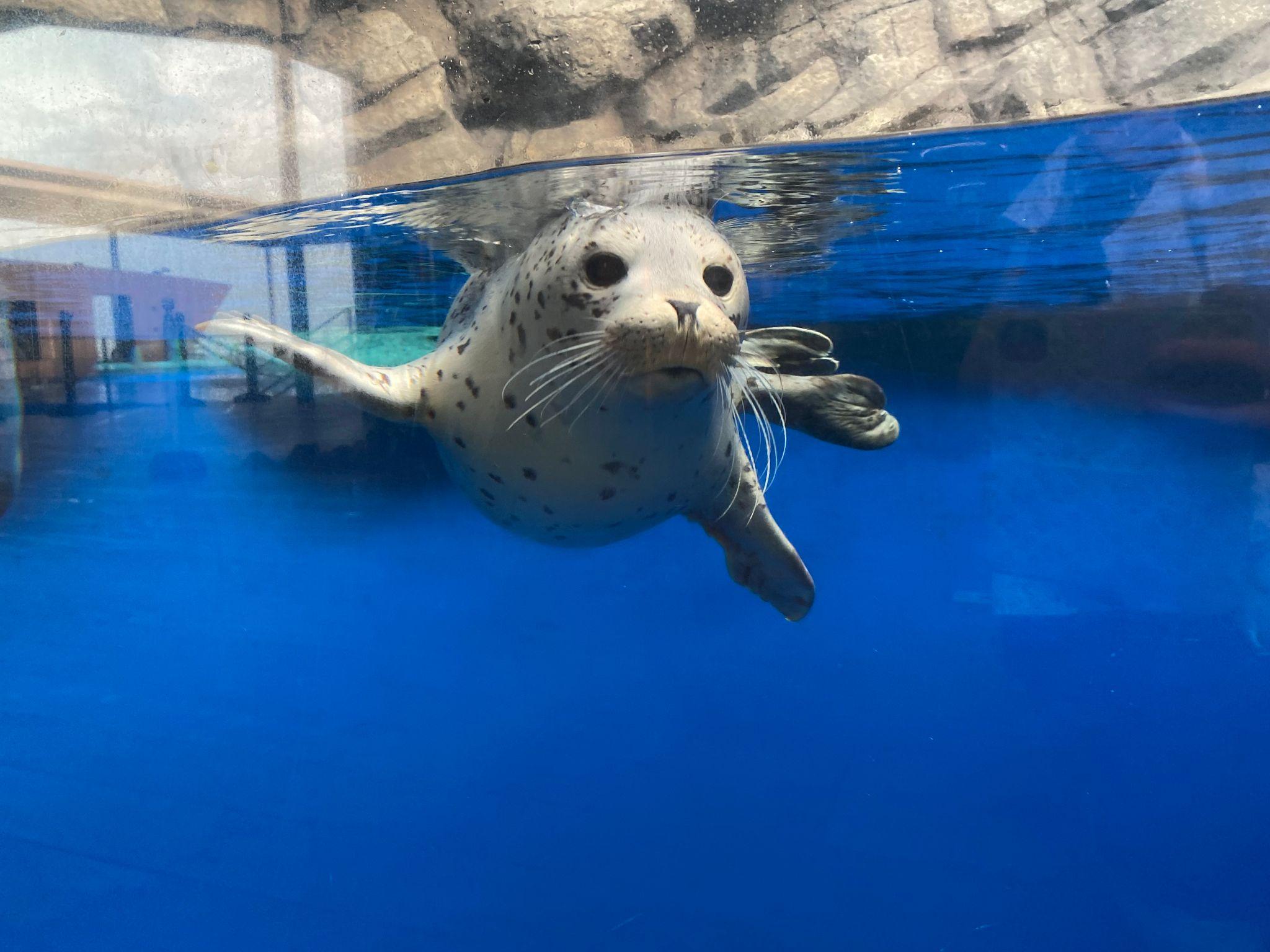 提供：上越市立水族博物館 うみがたり 