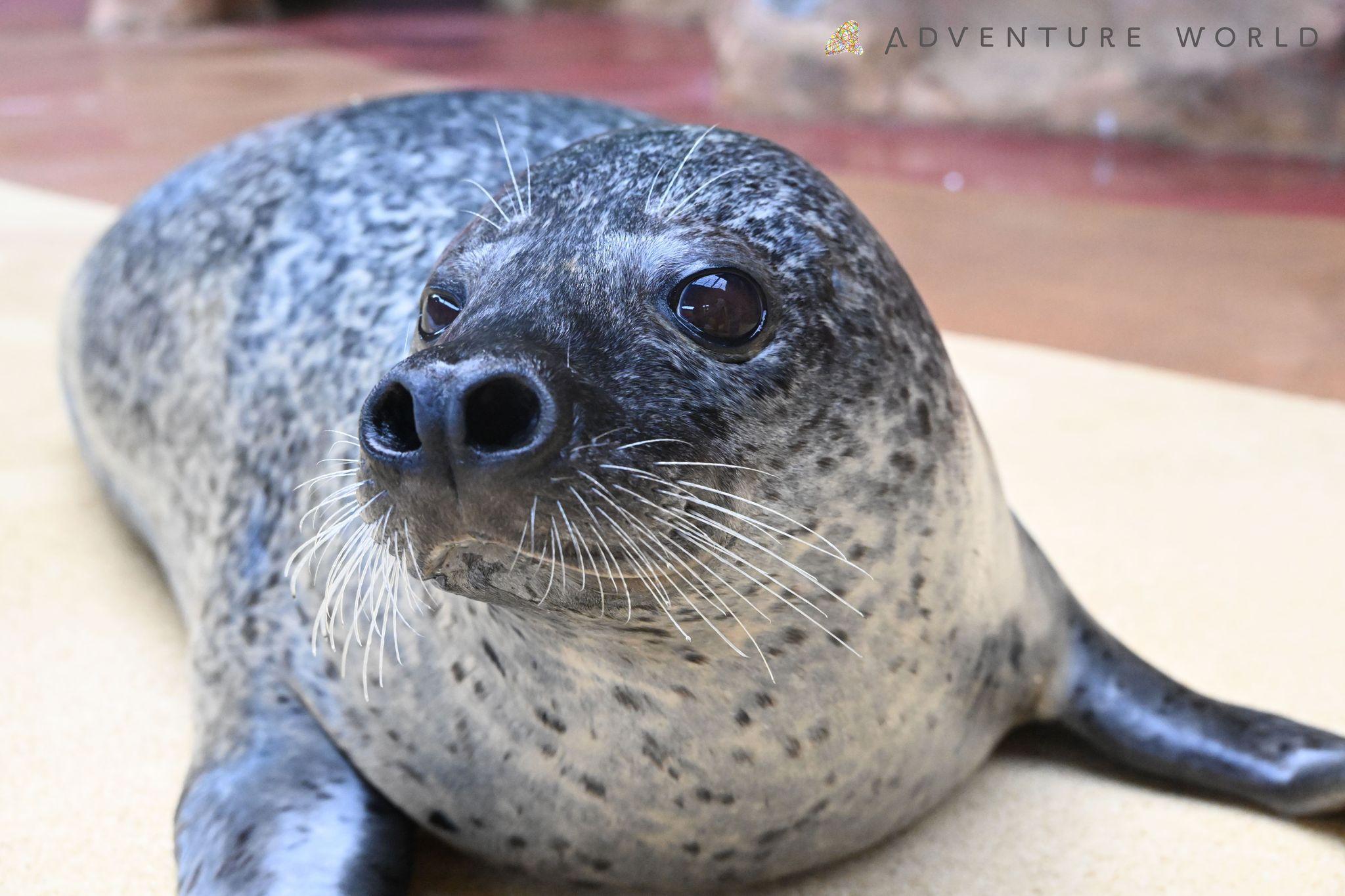 アザラシの「#ポヨンポヨン合戦」って何！？たった一つの投稿が日本全国の水族館を巻き込む展開に！“迫り来る癒やし”が大反響