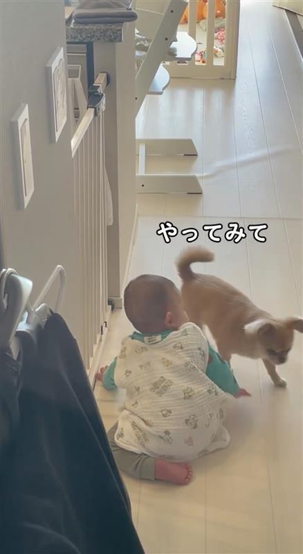 見本を見せる犬⑤