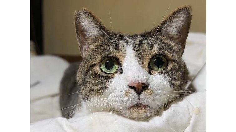 「猫界で初めて見る表情」眠すぎる猫の気の抜けた顔が話題！“しょぼしょぼ顔”から目が離せない【激かわアニマル奇跡の瞬間】