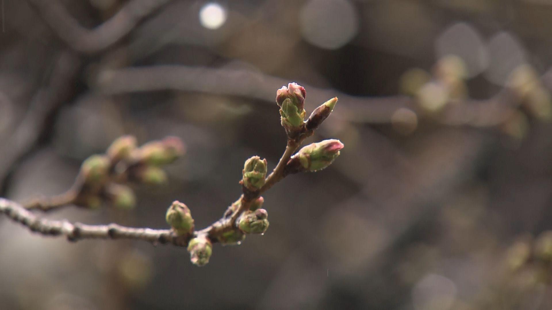 め８　桜　つぼみ①