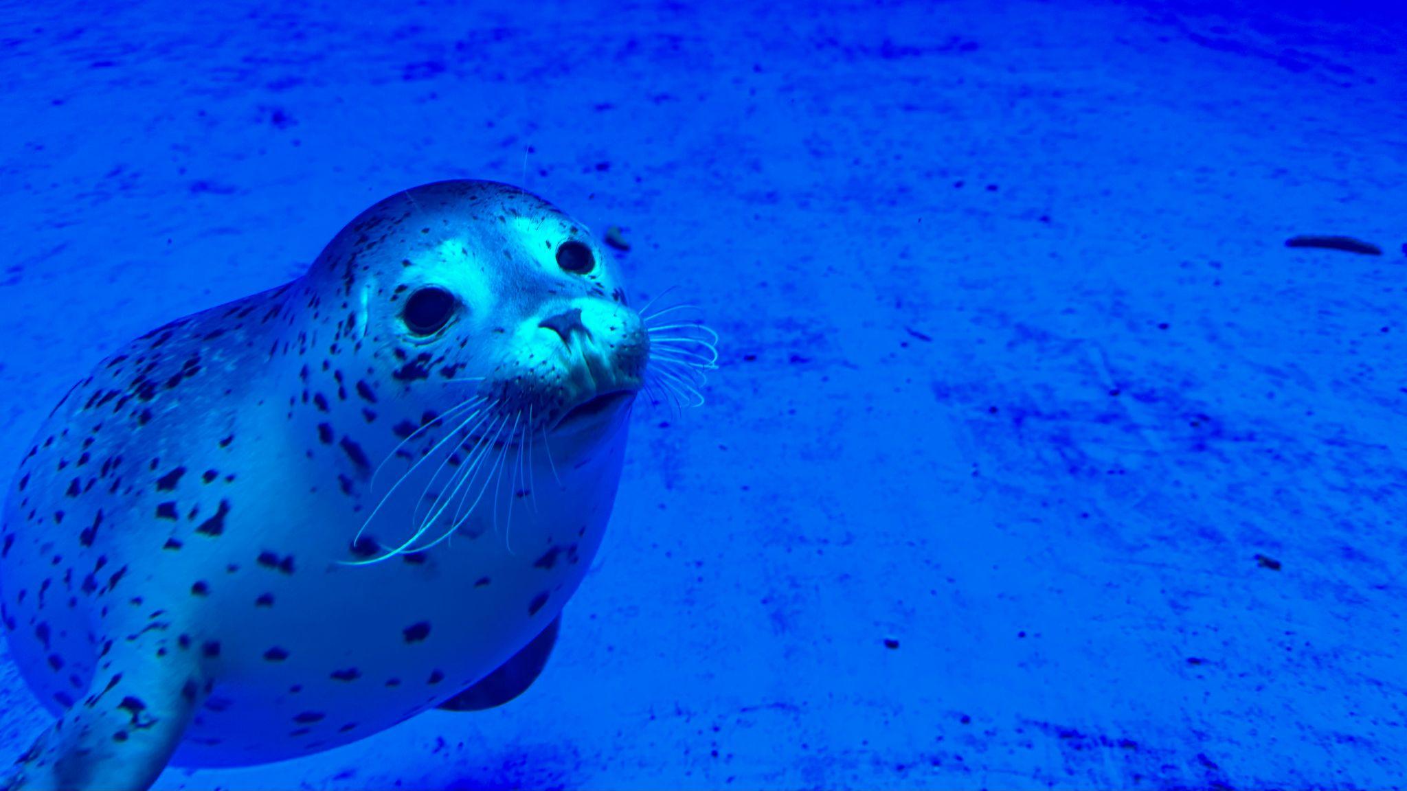 提供：上越市立水族博物館 うみがたり 